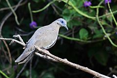 West Peruvian Dove